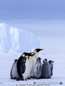 
The "Emperor family" on sea-ice (Terranova bay, Ross Se... by Marco Faimali (ismar-Cnr) 